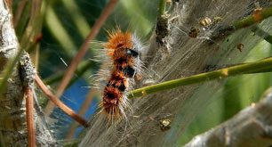 Chenille processionnaire