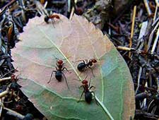 nid de fourmis