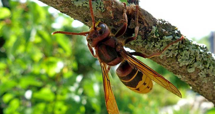 Frelon sous une branche