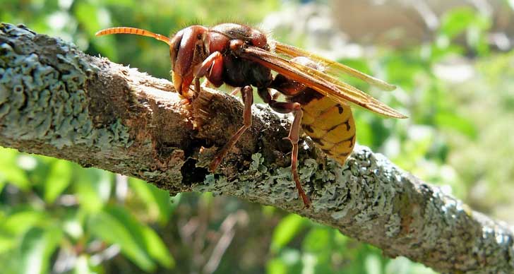 Frelon sur une branche