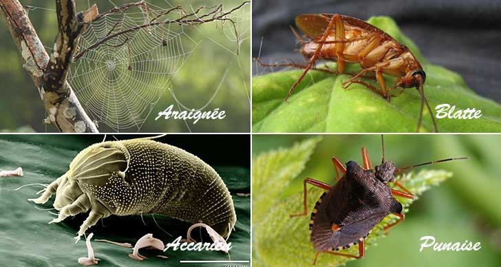 Insectes d'habitations