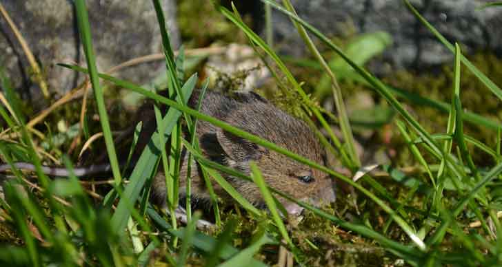 Souris dans la nature