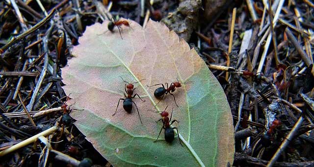 nid de fourmis